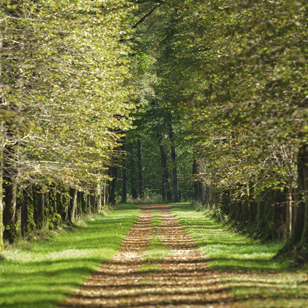 Waldbestattung im Ruheforst