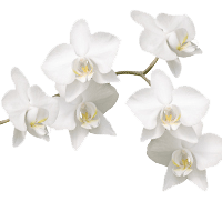 Orchidee